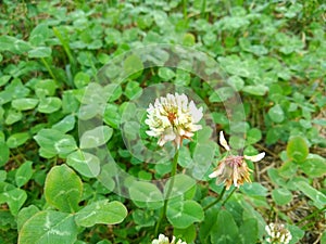 Trifolium repens, theÃÂ white clover also known asÃÂ Dutch clover,ÃÂ Ladino clover, orÃÂ Ladino. Floral desktop background. Trifolium photo